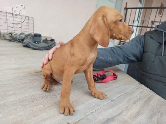 Ουγγρική Vizsla, αρσενικά κουτάβια